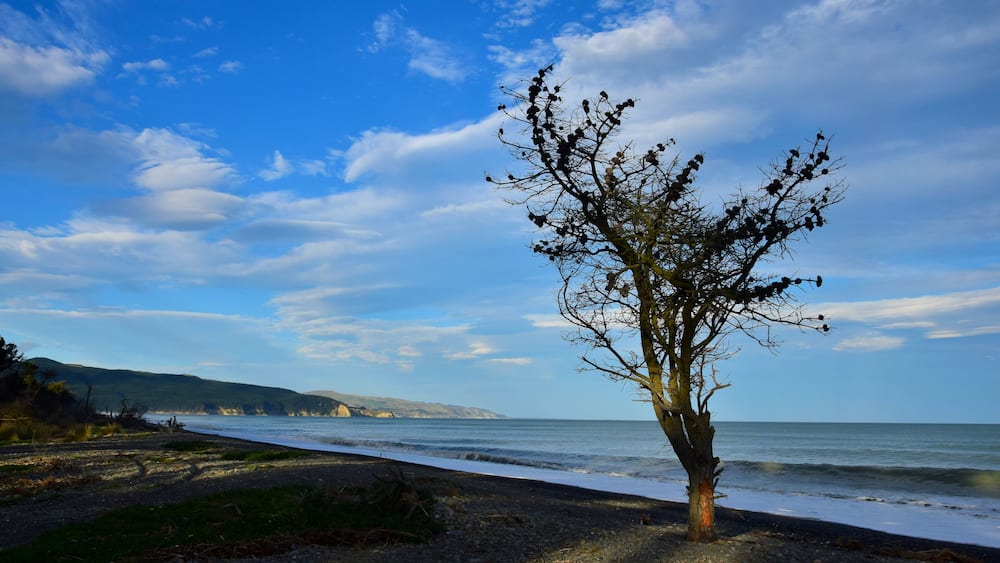 The silhouette of a tree on Amberley beach, New Zealand.