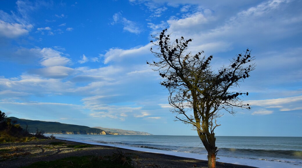The silhouette of a tree on Amberley beach, New Zealand.