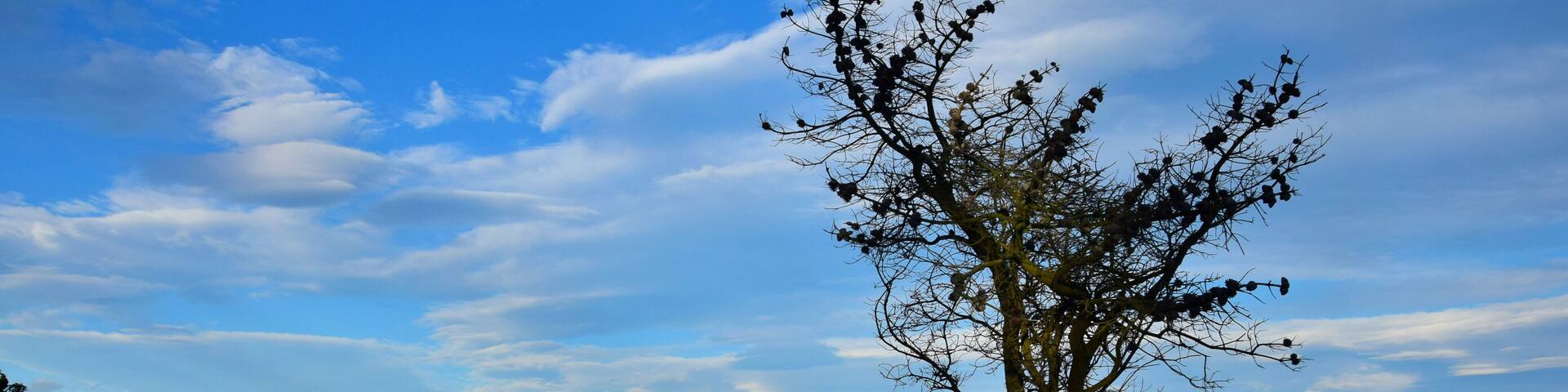The silhouette of a tree on Amberley beach, New Zealand.