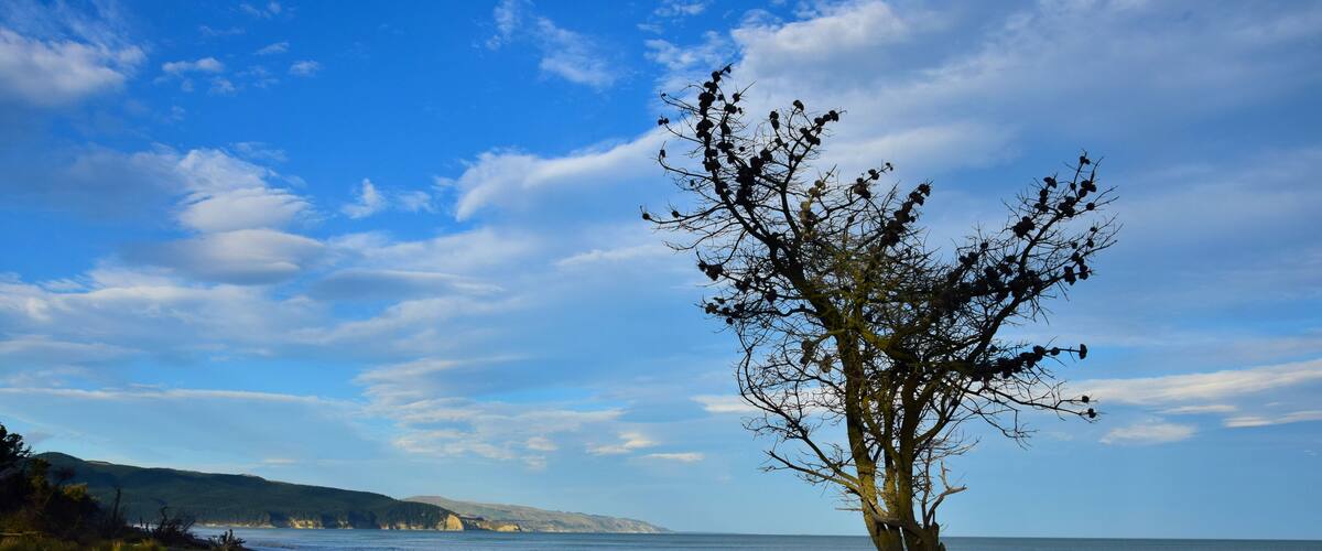 A tree by a beach with a clear sky and distant hills.