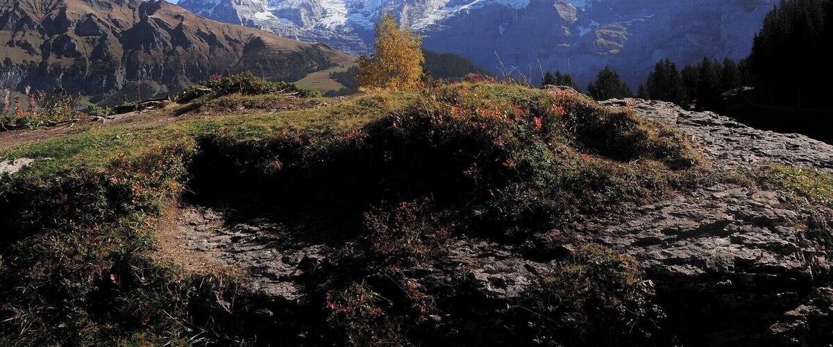 A mountain range with snow-capped peaks, a valley, and a solitary tree in the foreground.