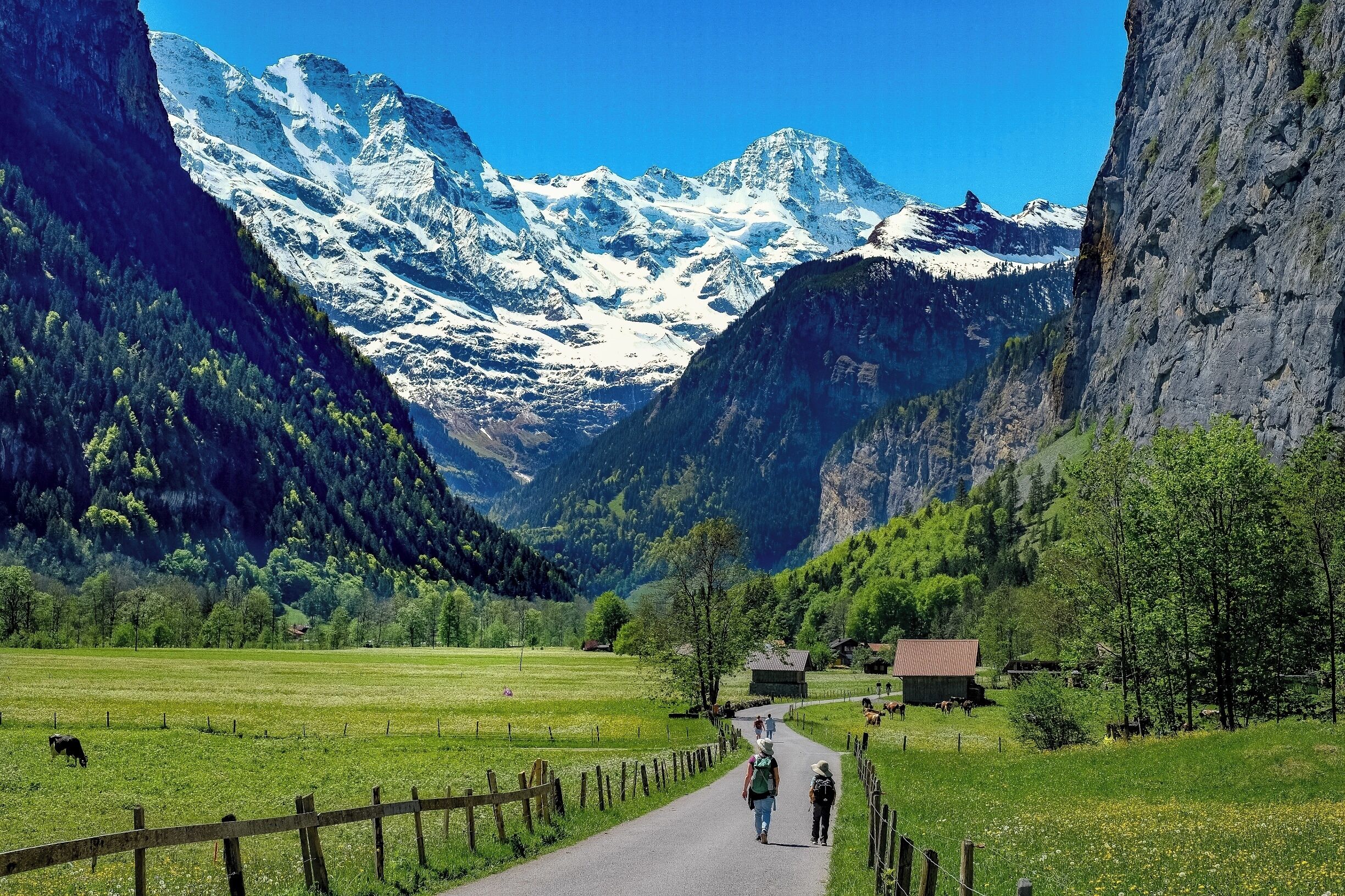 Hiking through the Lauterbrunnen valley ! The contrast between the green fields with cows and the snow-covered Alps is incredible. #mountains