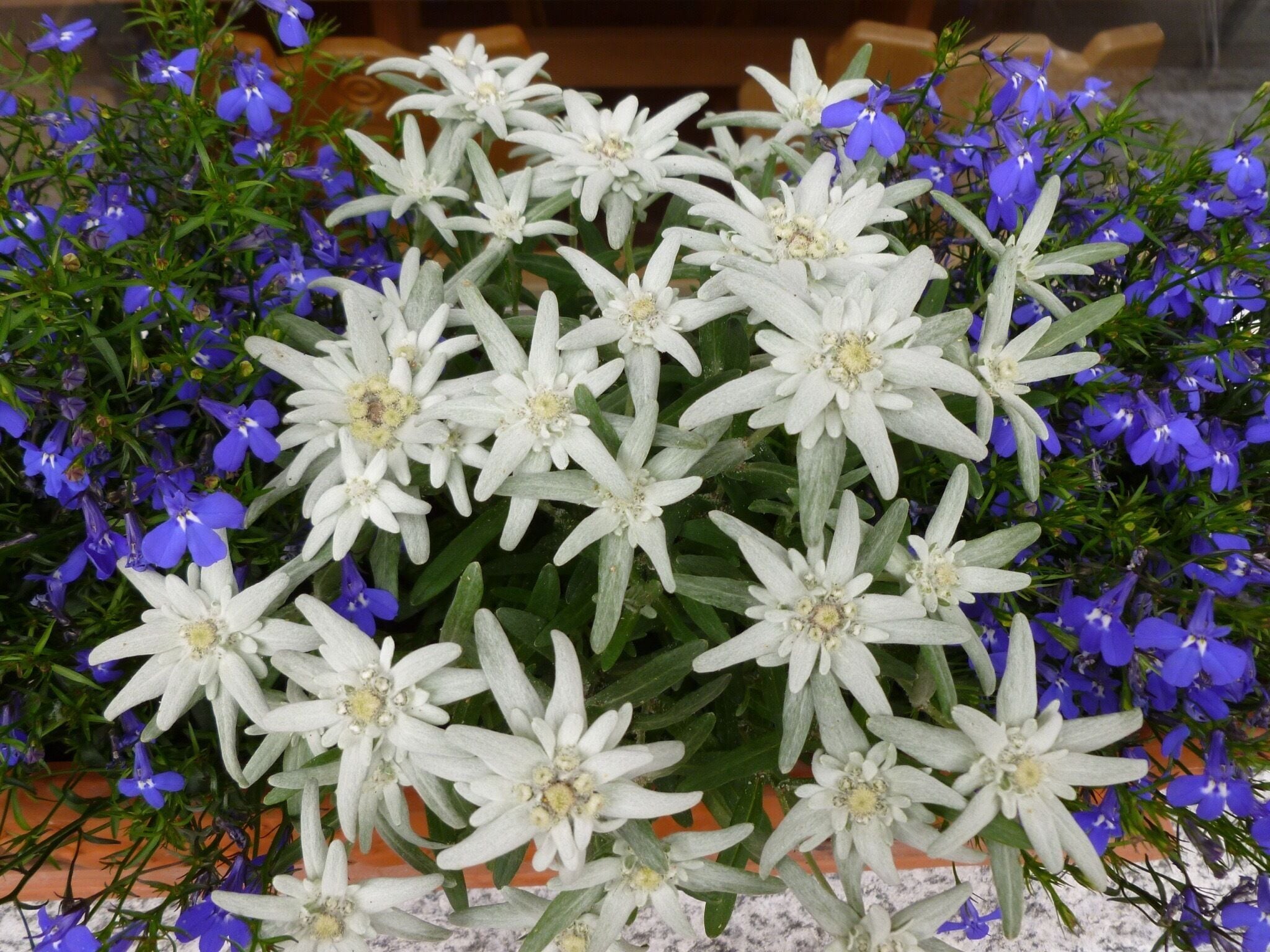 Edelweiss 😀😀