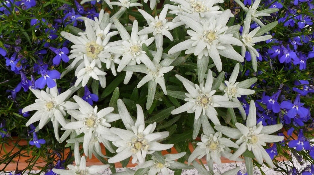 Edelweiss đđ