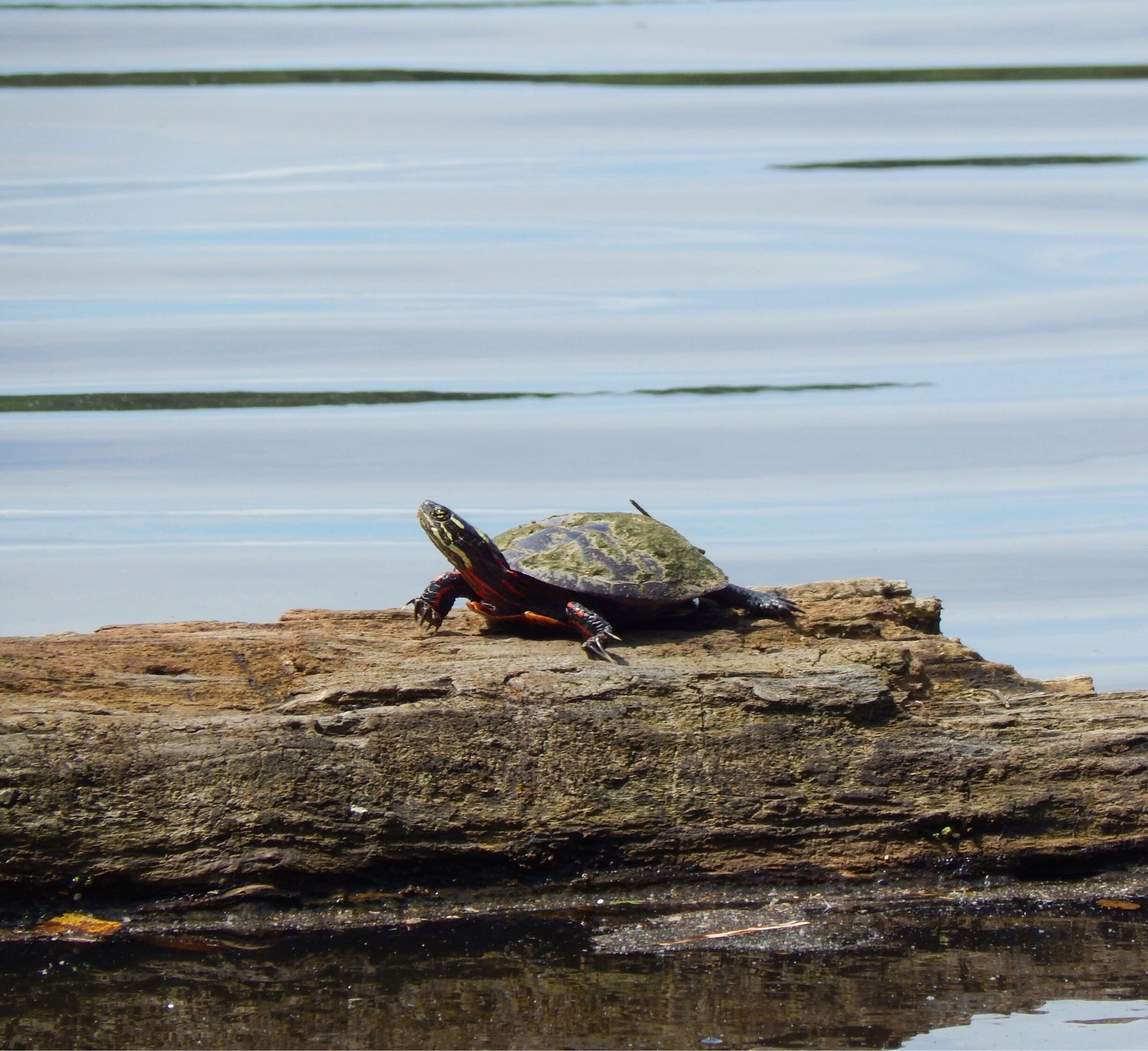 Trying out new camera, and loving the turtles
