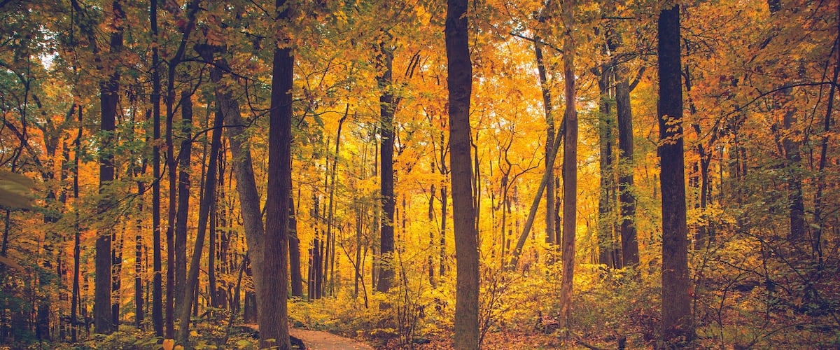 Un sendero en el bosque, con hojas otoñales y árboles altos.