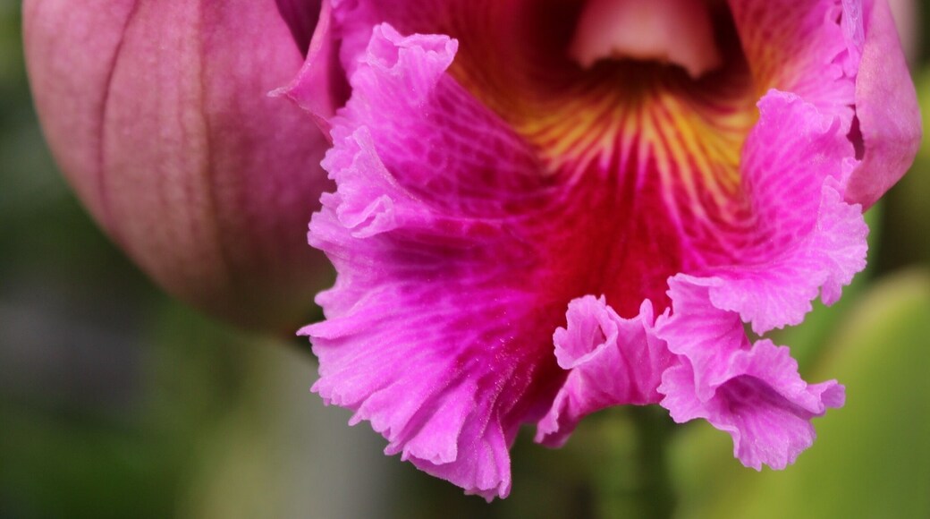 Simple beauty. Located at Orchid Farms within the property.