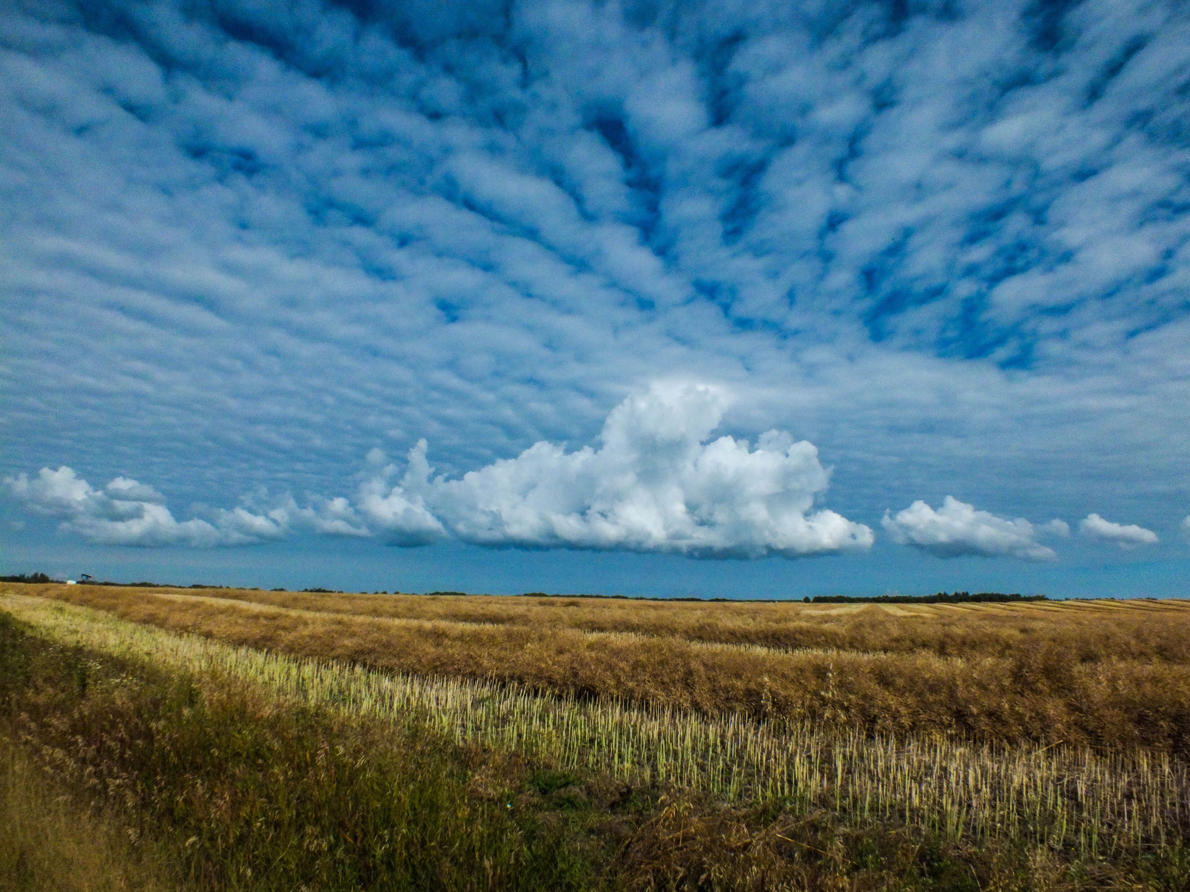 A vast field with a prominent cloud formation under a blue sky.
