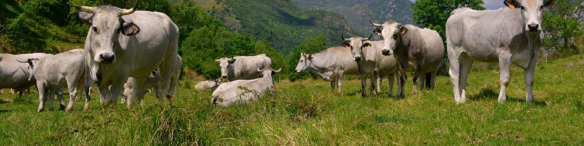 Panoramique troupeau de vaches ariegeoises en alpage des Pyrénées, Ariège en Occitanie, France