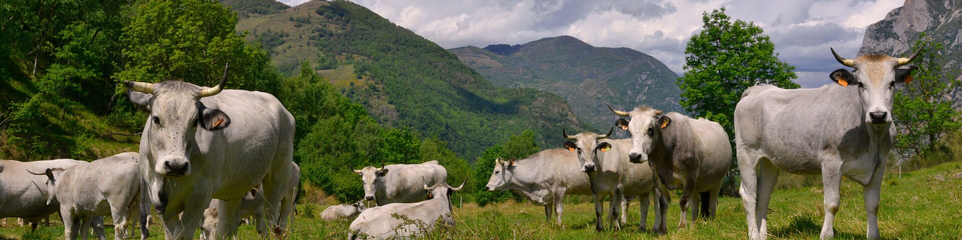 Panoramique troupeau de vaches ariegeoises en alpage des Pyrénées, Ariège en Occitanie, France