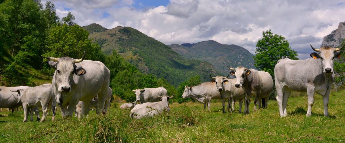 A herd of cattle grazing in a grassy field with mountains in the background.