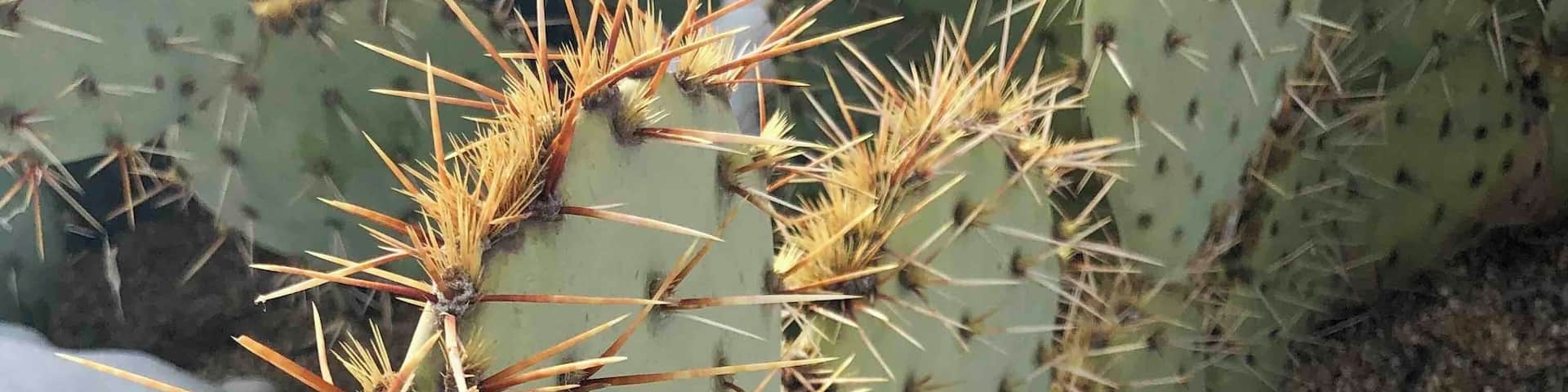 Cactus and snow at 3800 feet. A combination you don’t often see here in Arizona.