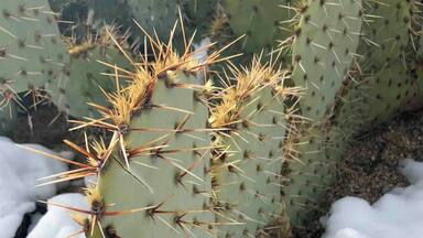 Cactus and snow at 3800 feet. A combination you don’t often see here in Arizona.