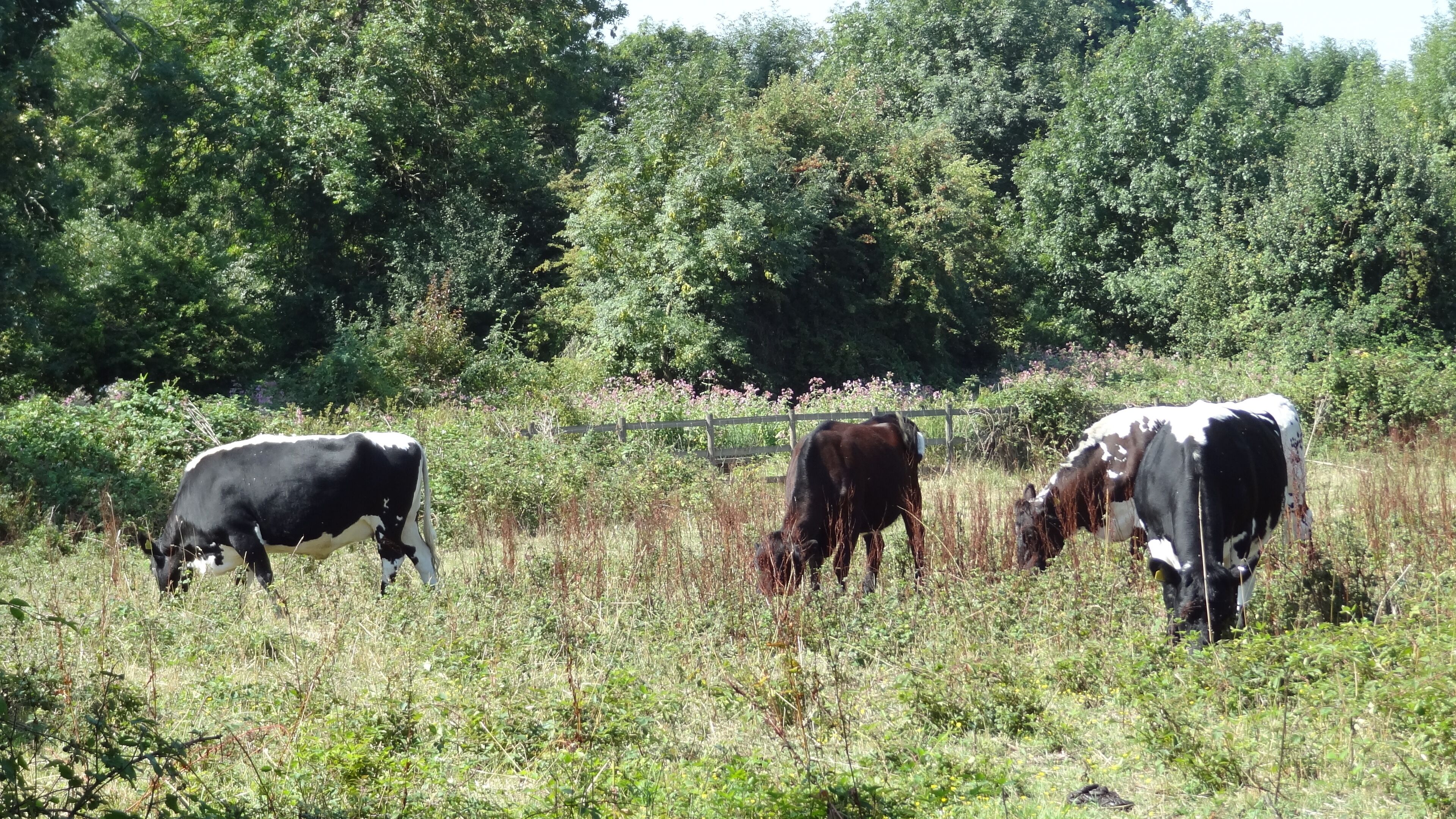 Cows in Cranebank Local Nature Reserve, Hatton, Hounslow, London