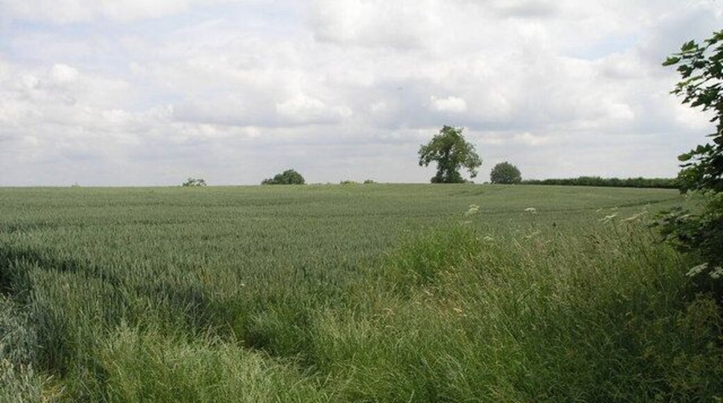 Field and a Tree. Other than a short length of road and a couple of small buildings this square is mostly fields.