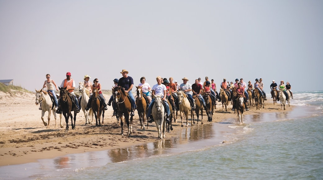 South Padre Island showing land animals, a beach and horseriding