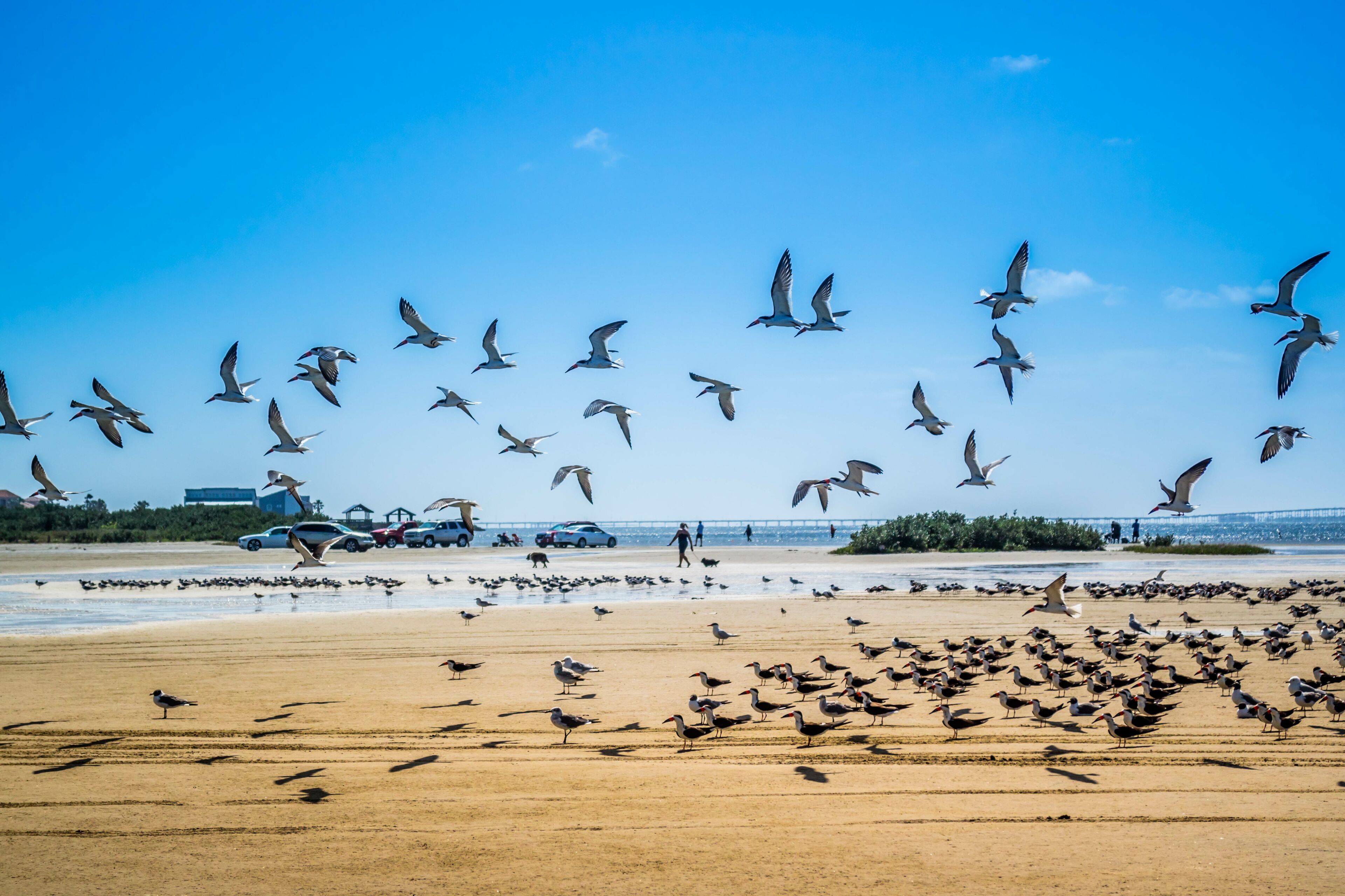 A beach with seagulls flying and standing on the sand, a bridge in the background, and cars parked near the water.