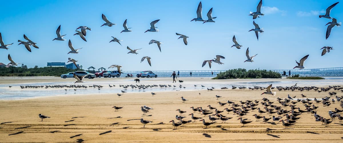 A beach with seagulls flying and standing on the sand, a bridge in the background, and cars parked near the water.