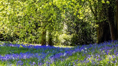 A forest with a field of blue flowers and green trees.