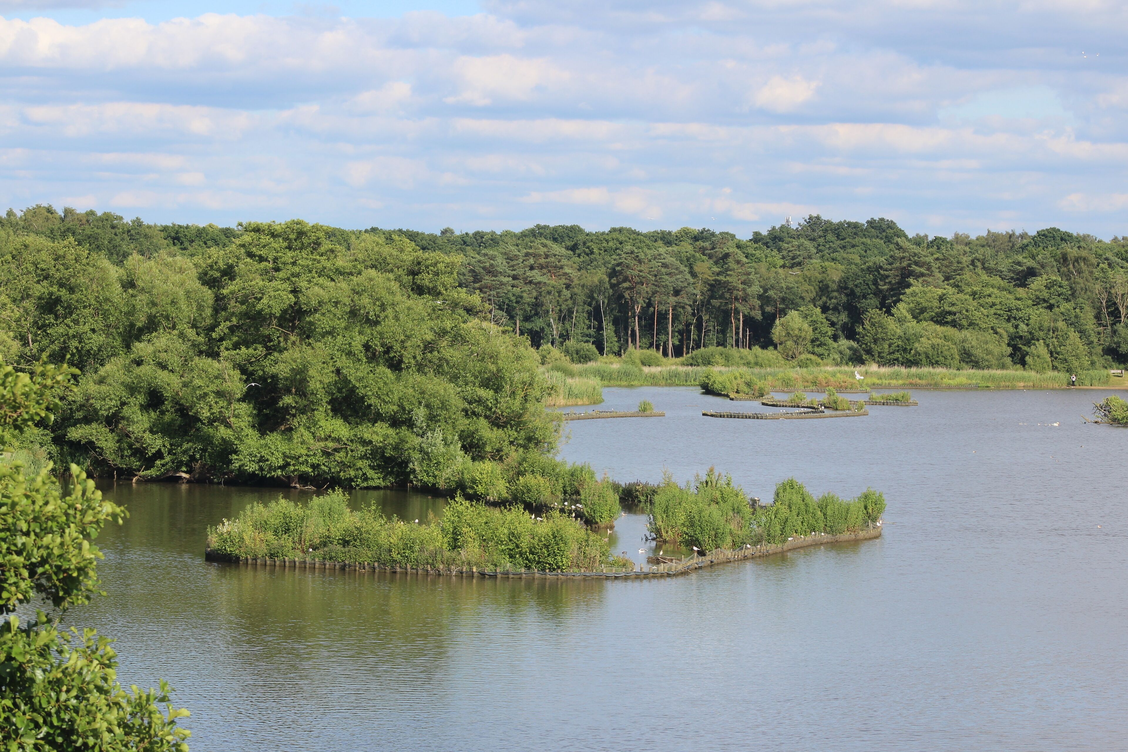 Artificial island reedbeds in Fleet Pond, Fleet, Hampshire. These islands were created to provide a new habitat and feeding area for wildlife as part of the pond's restoration project in 2014.