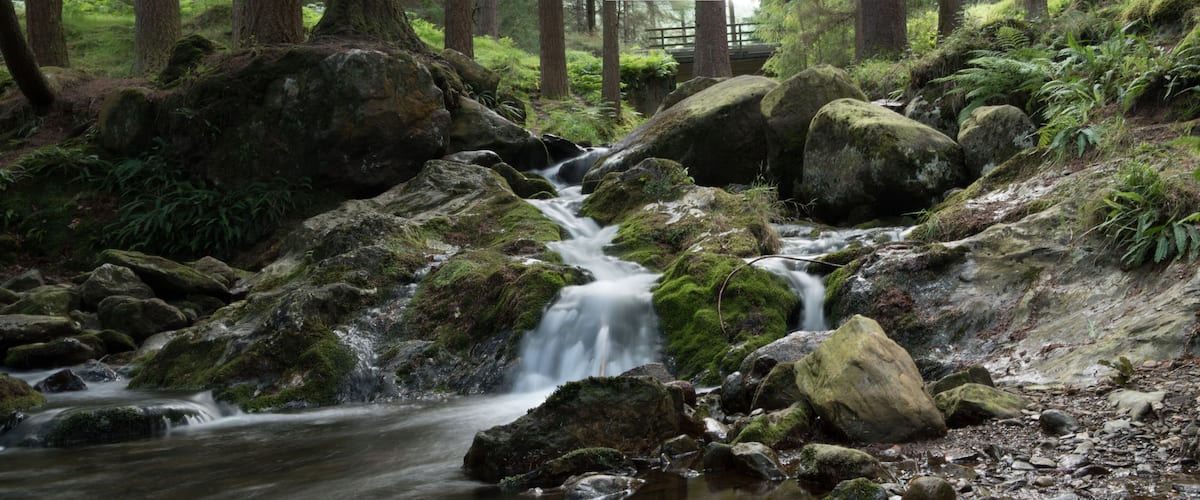 A forest stream with moss-covered rocks and a wooden bridge in the background.