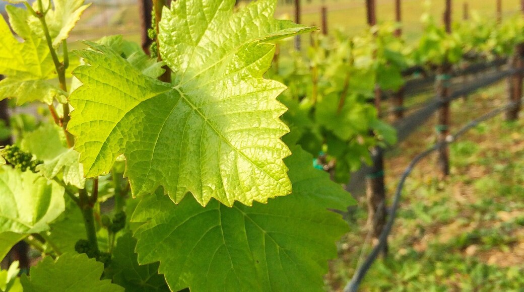 A beautiful place to enjoy a wine tasting