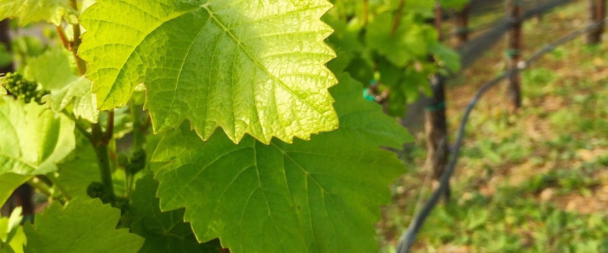 A beautiful place to enjoy a wine tasting