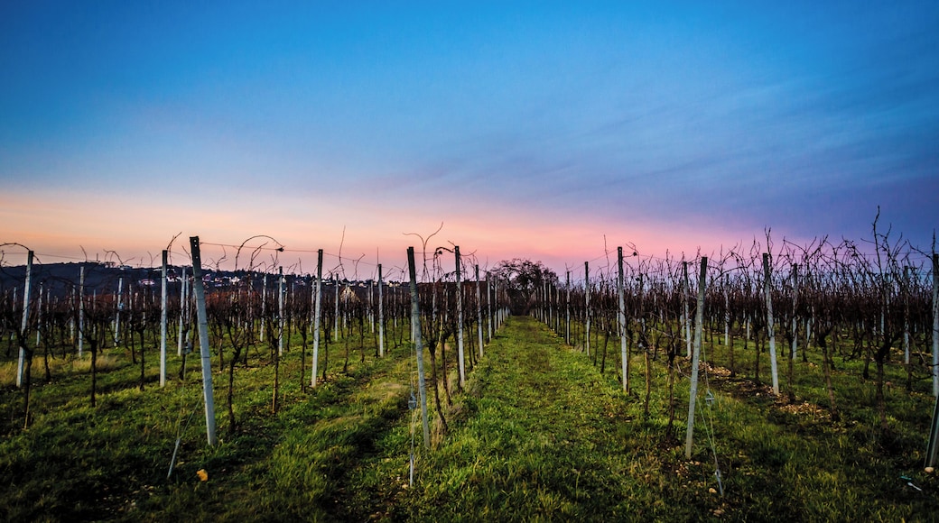 Sunset over a vineyard in the quaint Alsatian town of Obernai #TroveOnTuesday #GreatOutdoors #Perspectives #TroverRT #Nature