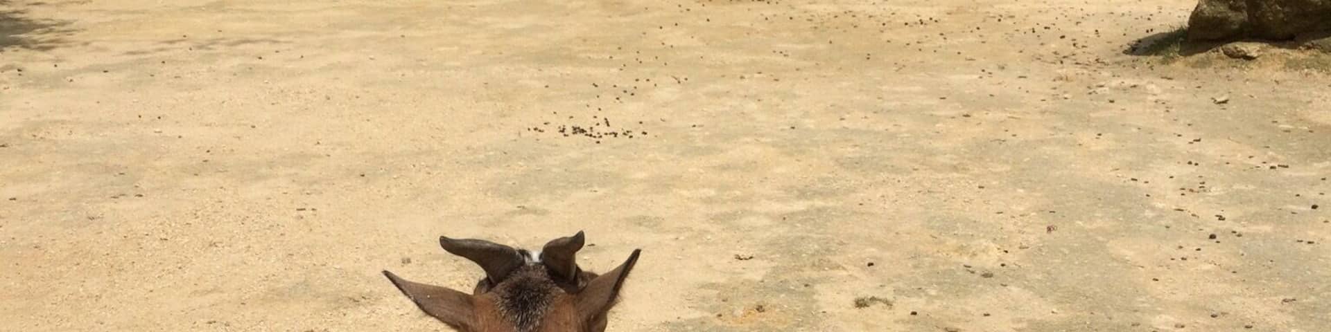 Two African goats getting cosy looking to their home in the distance. This zoo is the only troglodyte zoo in the world, with plenty of places to walk through with the animals.
