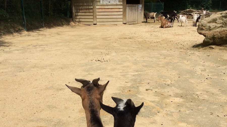 Two African goats getting cosy looking to their home in the distance. This zoo is the only troglodyte zoo in the world, with plenty of places to walk through with the animals.