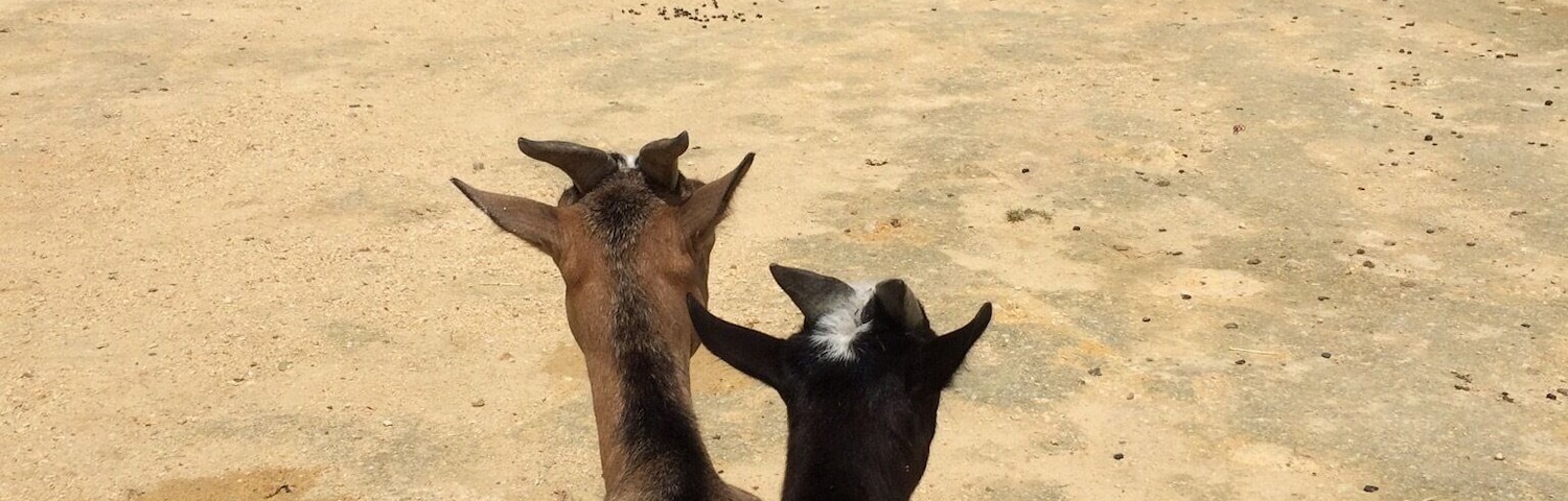 Two African goats getting cosy looking to their home in the distance. This zoo is the only troglodyte zoo in the world, with plenty of places to walk through with the animals.
