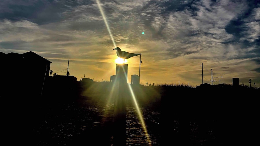 Sun settin with a seagull.