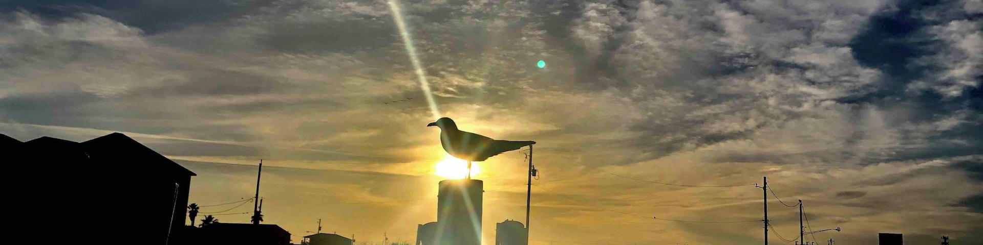 Sun settin with a seagull.