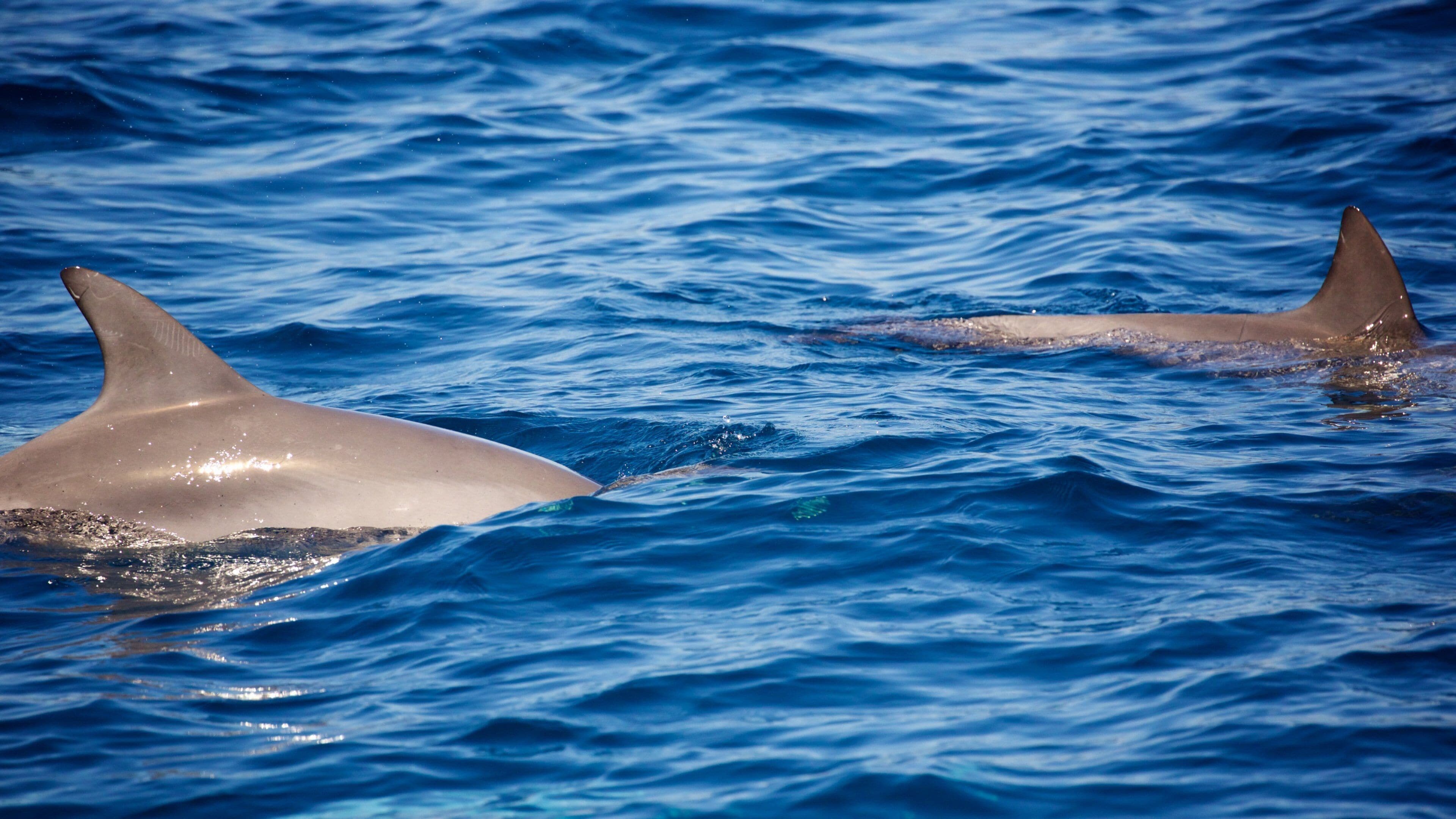 Margaret Riverin viinialue joka esittää merielämä