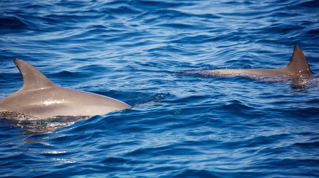 Margaret Riverin viinialue joka esittÀÀ merielÀmÀ