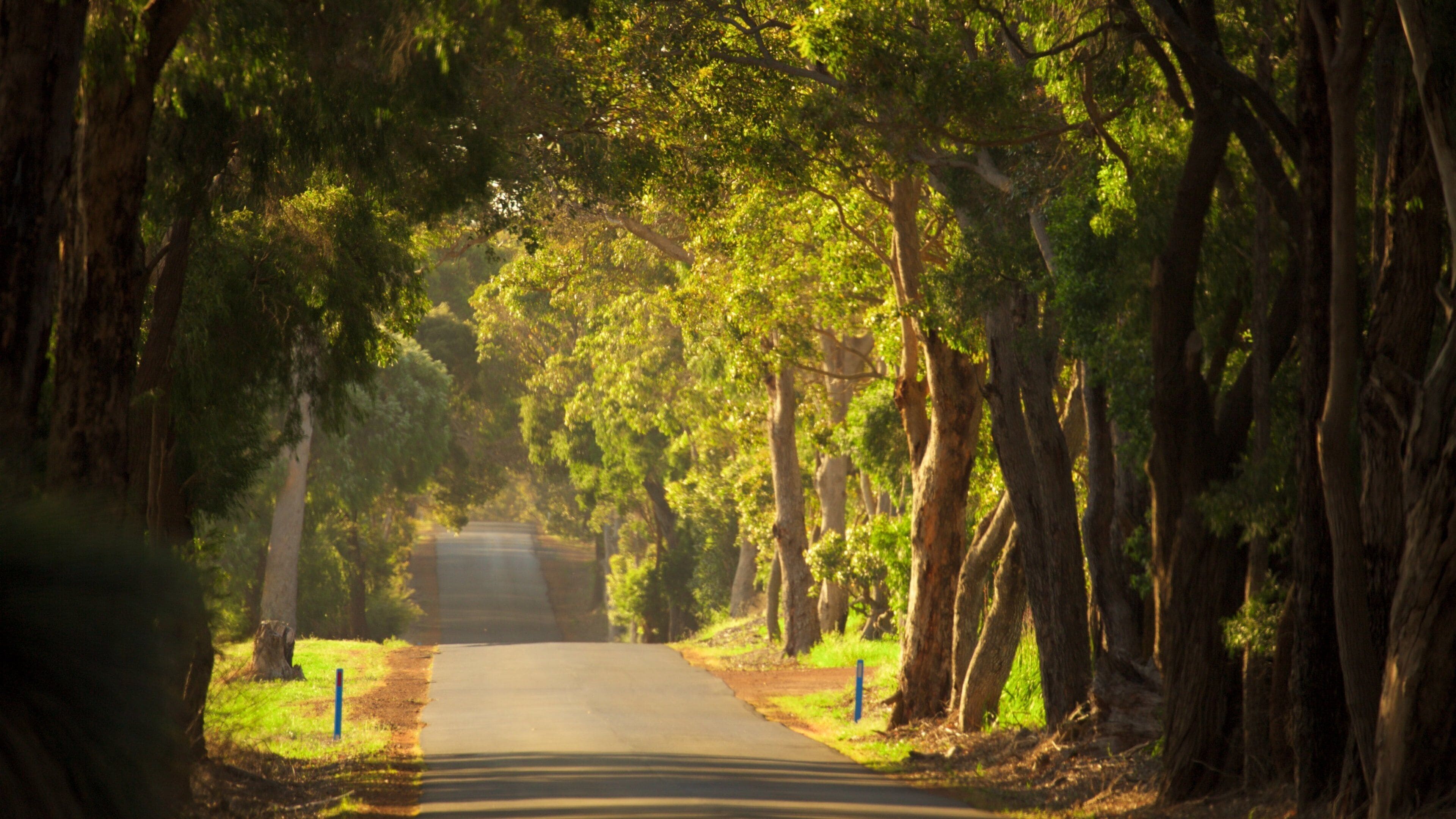 A tree-lined road with a clear path.