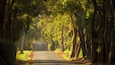 A tree-lined road with a clear path.