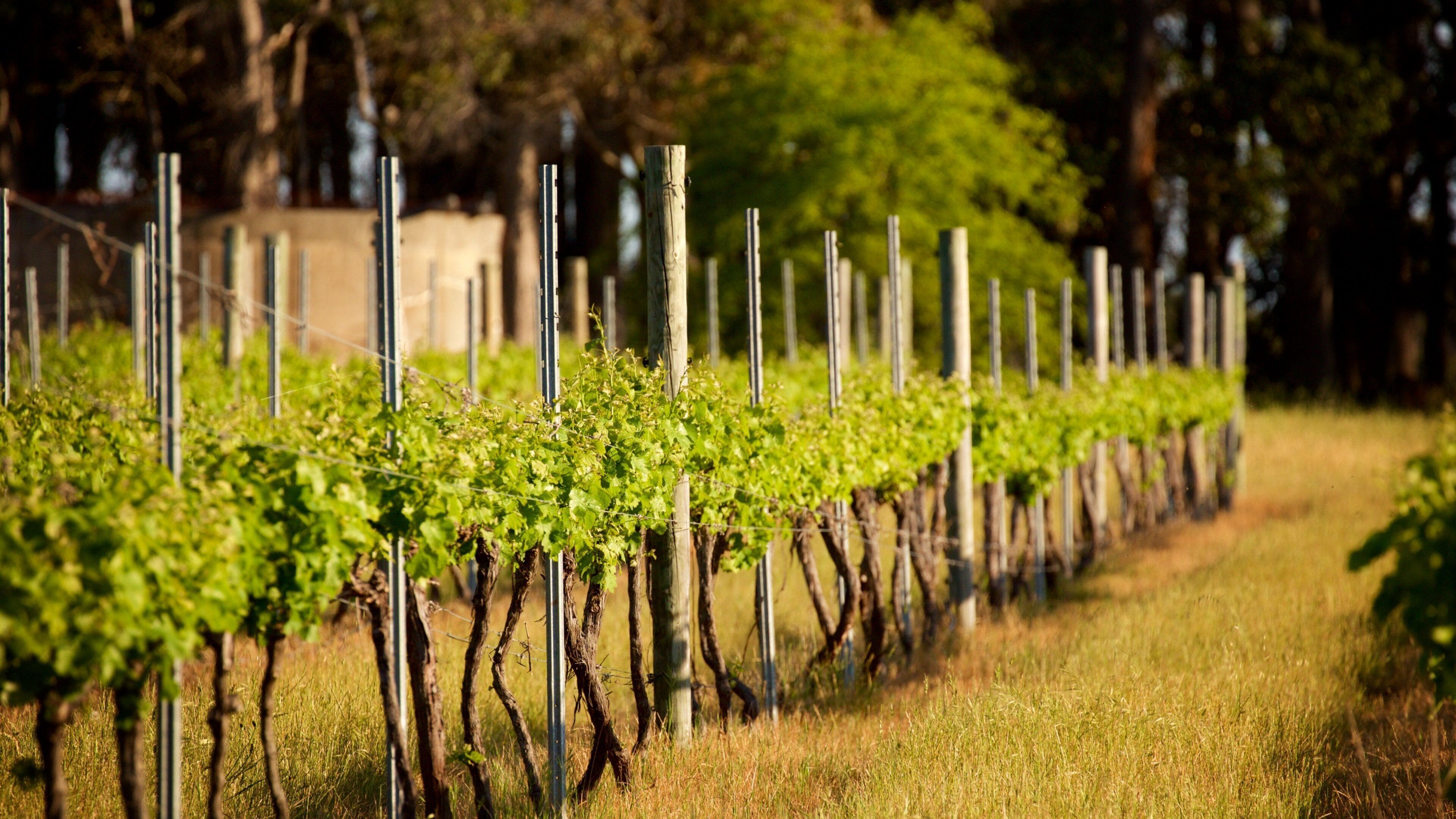 Rows of grapevines in a vineyard with a fence in the background.