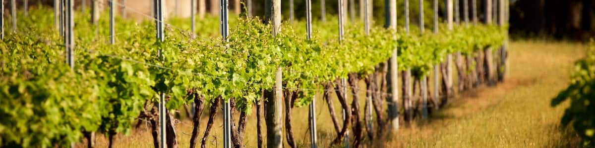 Reihen von Weinreben in einem Weinberg, im Hintergrund ein Zaun.