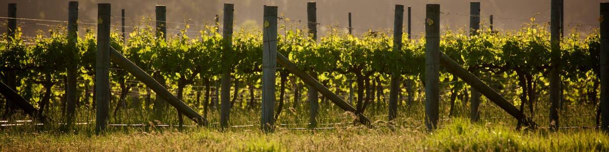 Margaret River Wine Region