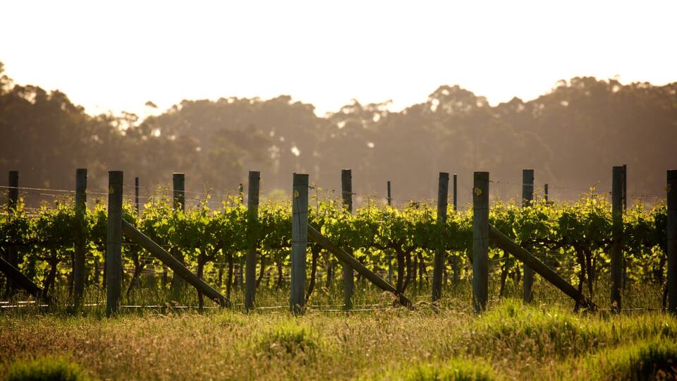 A vineyard with rows of grapevines and a wooden fence.