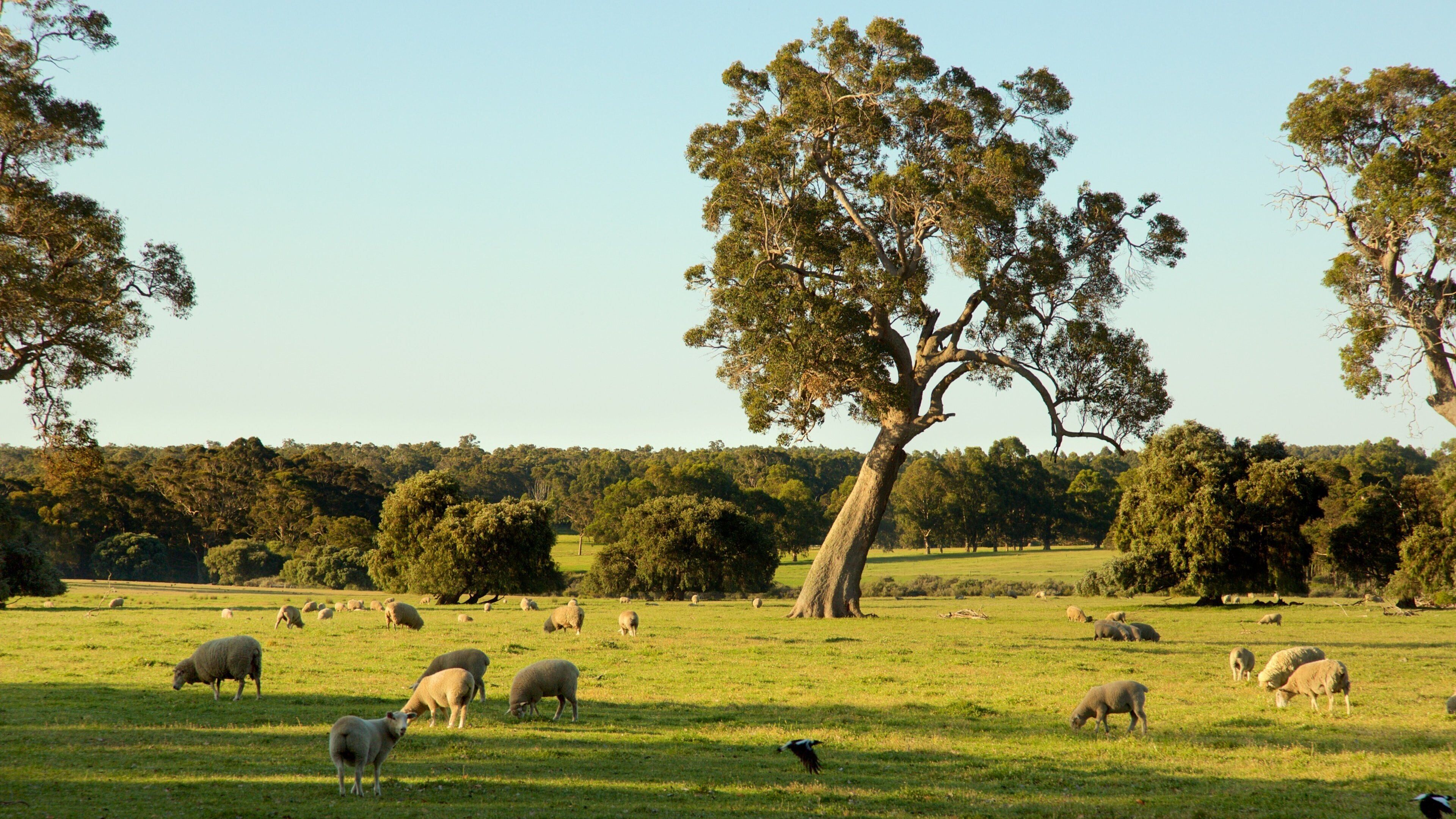 A grassy field with sheep grazing, a large tree, and a forest in the background.