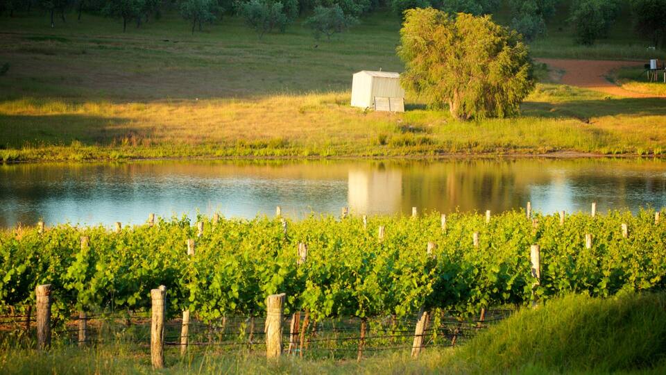 A vineyard with rows of grapevines, a pond, and a small shed in a rural landscape.