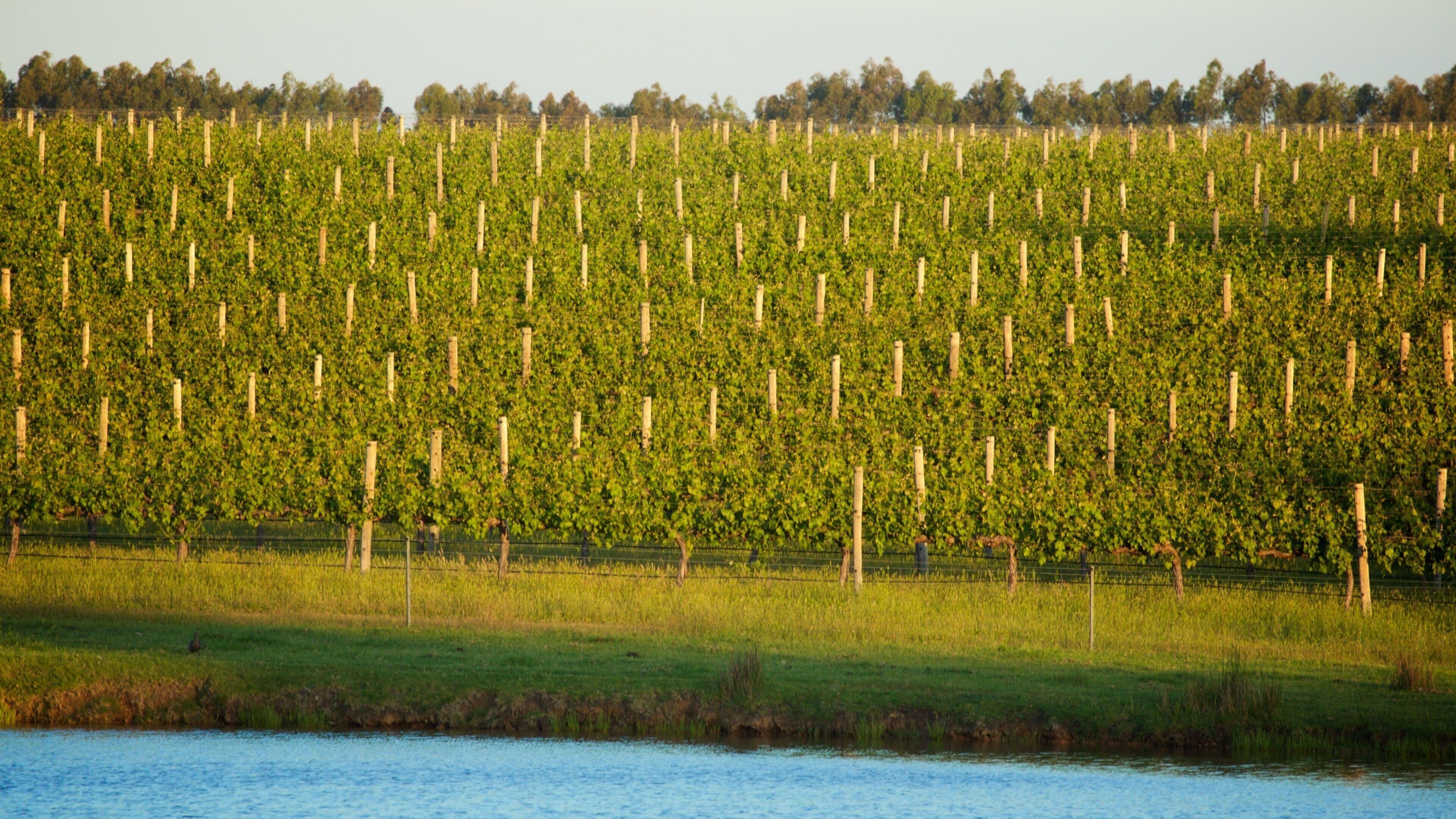 Margaret River Wine Region which includes a river or creek, farmland and tranquil scenes