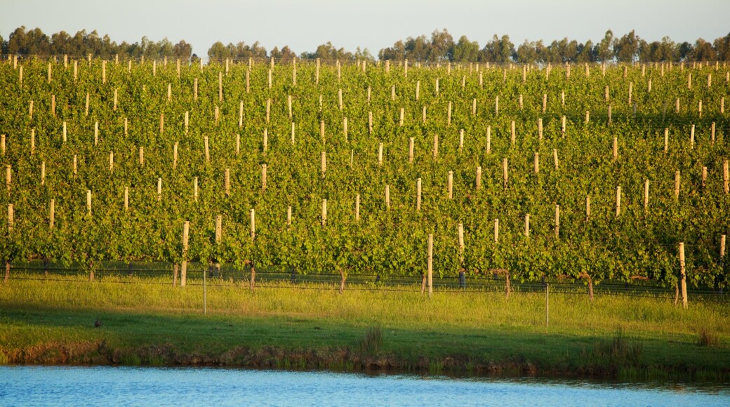 Margaret River Wine Region which includes a river or creek, farmland and tranquil scenes