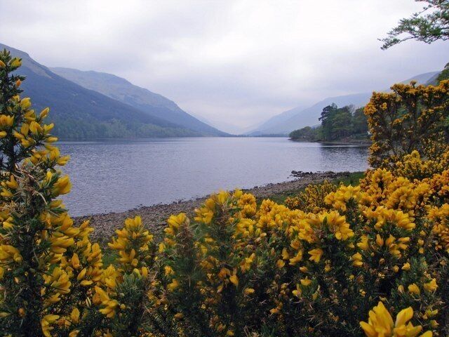 A lake surrounded by mountains and yellow flowers.