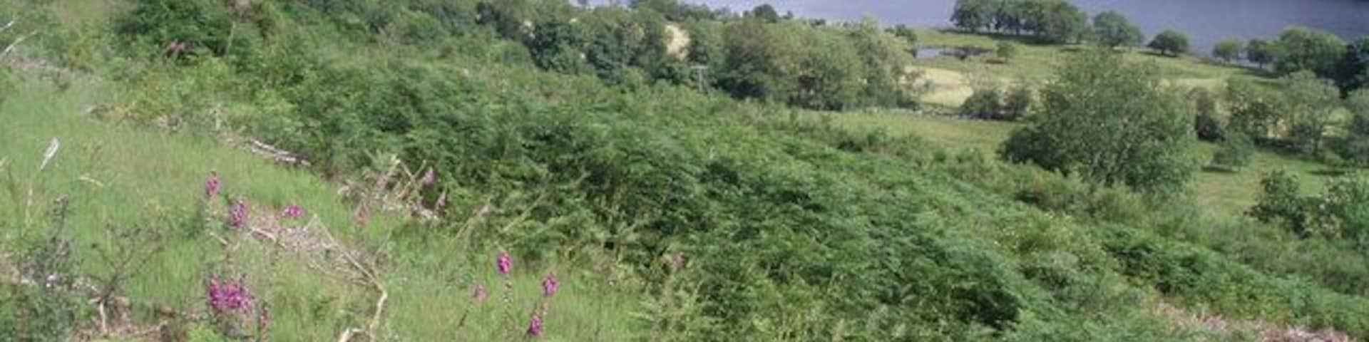High Summer, Balquhidder Foxgloves, bracken, thistles, nettles, amongst other vegetation and beautiful broadleaf trees on the shores of Loch Voil near Tulloch.