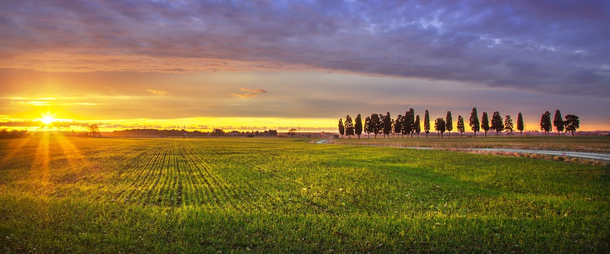 A sunset over a field with rows of crops and a line of trees in the distance.