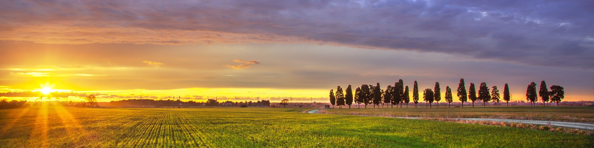 A sunset over a field with rows of crops and a line of trees in the distance.