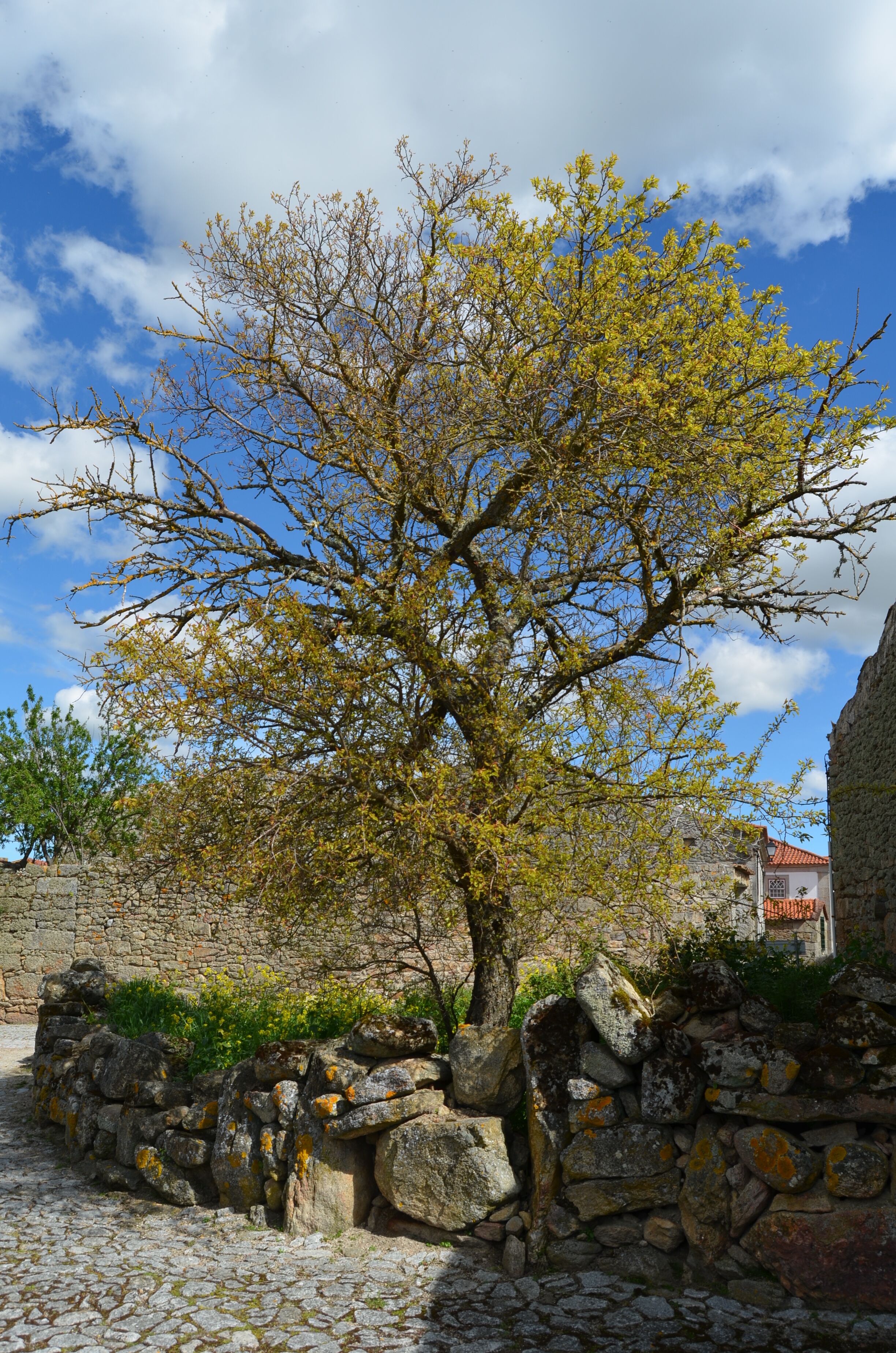 Rising from the ruins